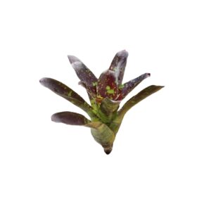 Neoregelia toshiya