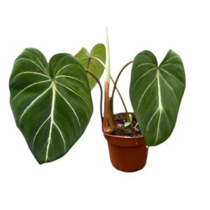 Philodendron-Gloriosum