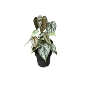 Philodendron brandtianum