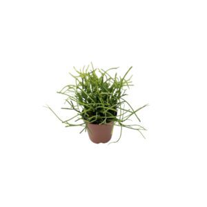 Rhipsalis baccifera
