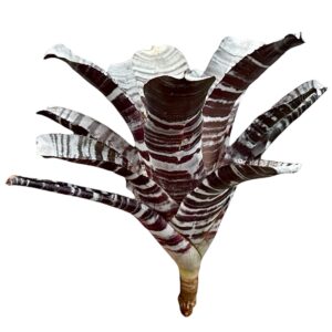 Aechmea-chantinii-Black