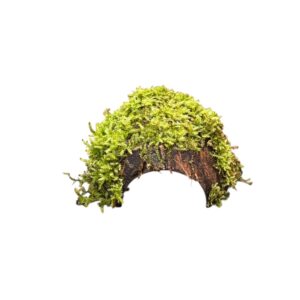 Halbe-Kokosnuss-bewachsen-mit-Javamoos