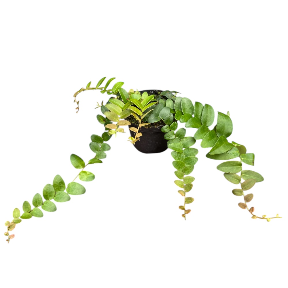 Marcgravia rectifolia