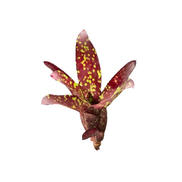 Neoregelia chlorosticta