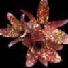 Neoregelia chlorosticta