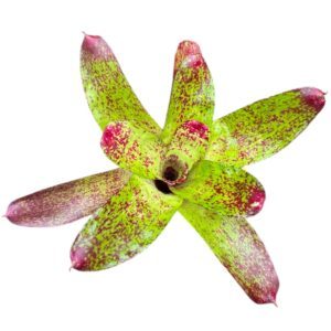Neoregelia kautskyi spec