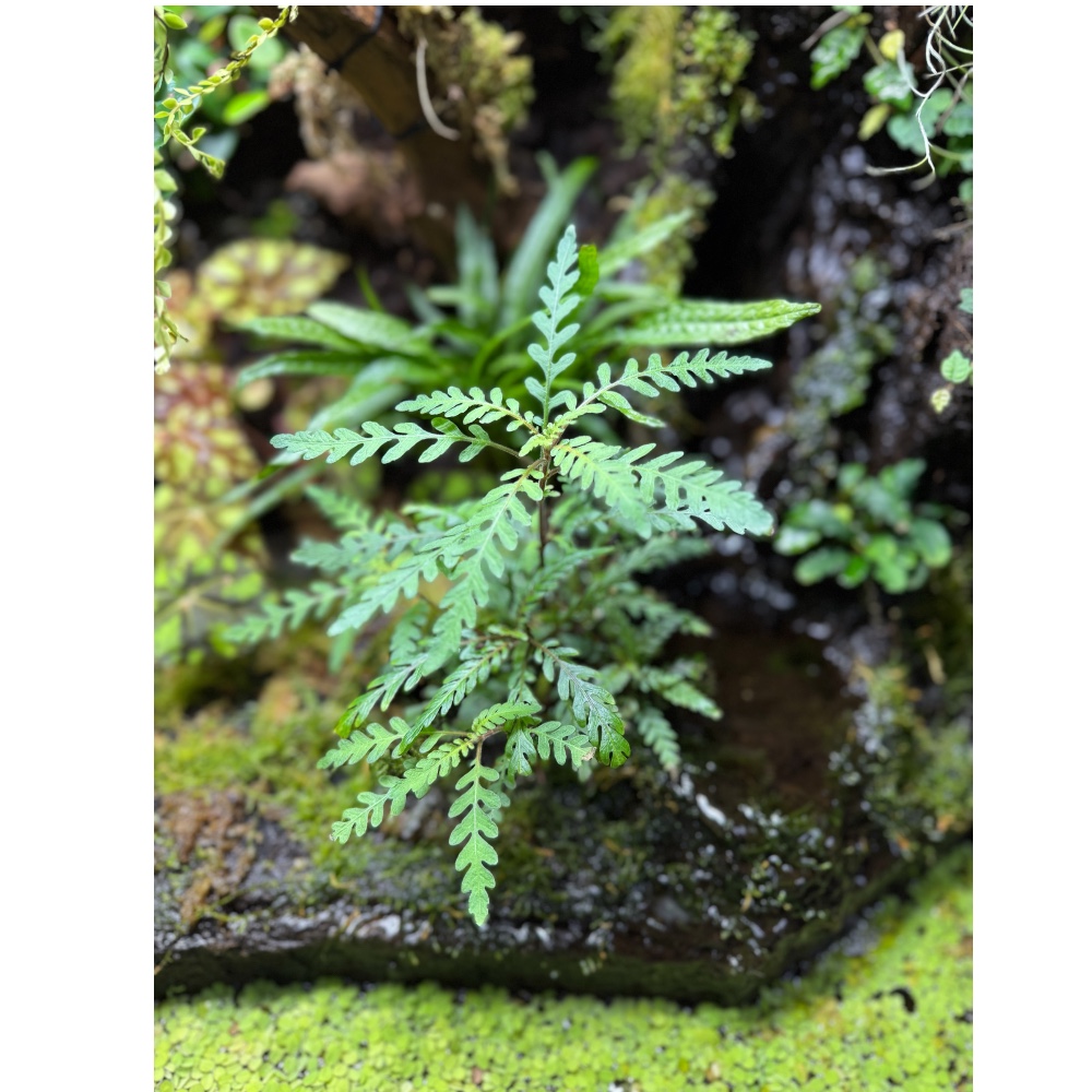 Hygrophila pinnatifida wächst im terrarium entlang eines kleines bachlaufs