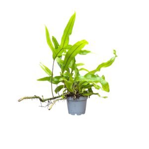 Microsorum diversifolium